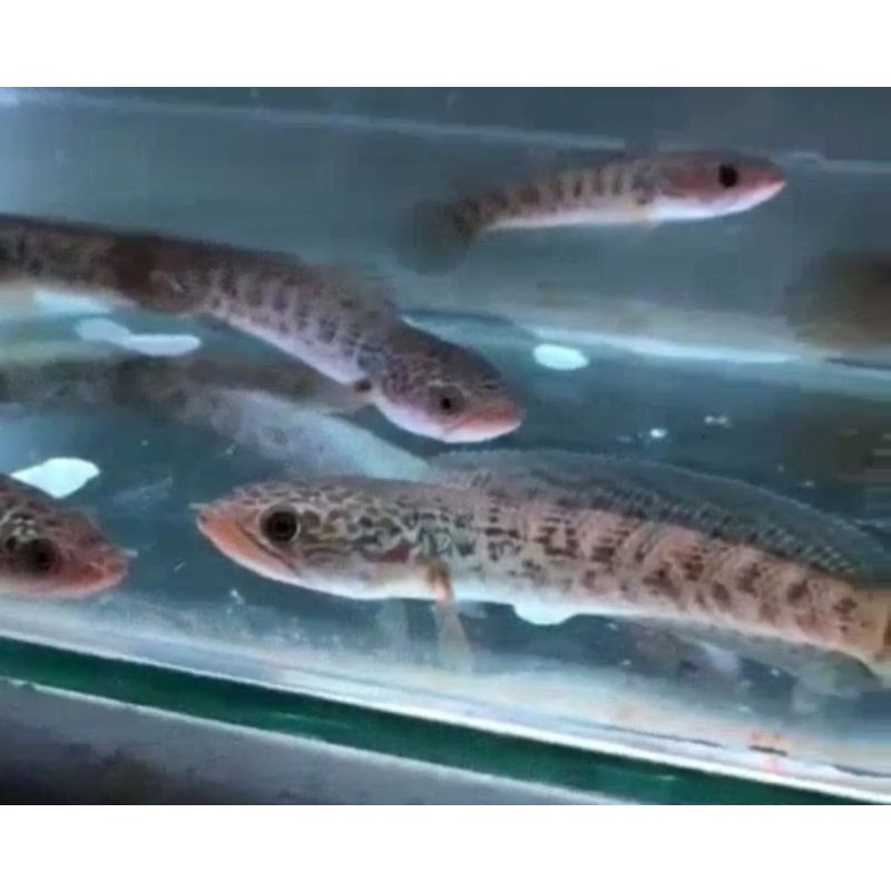 BABY AURANTI MACULATA sz 6-8cm