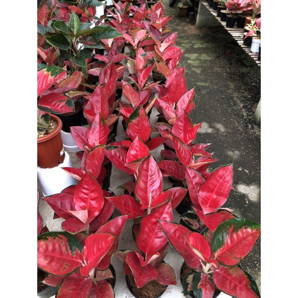 aglaonema suksom jaipong