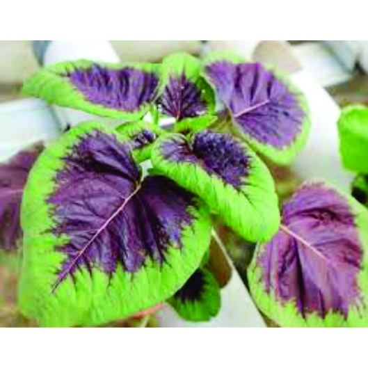 BENIH BAYAM BATIK BIBIT SAYURAN UNGGUL