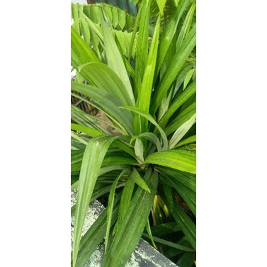 

Daun pandan wangi 10 lembar