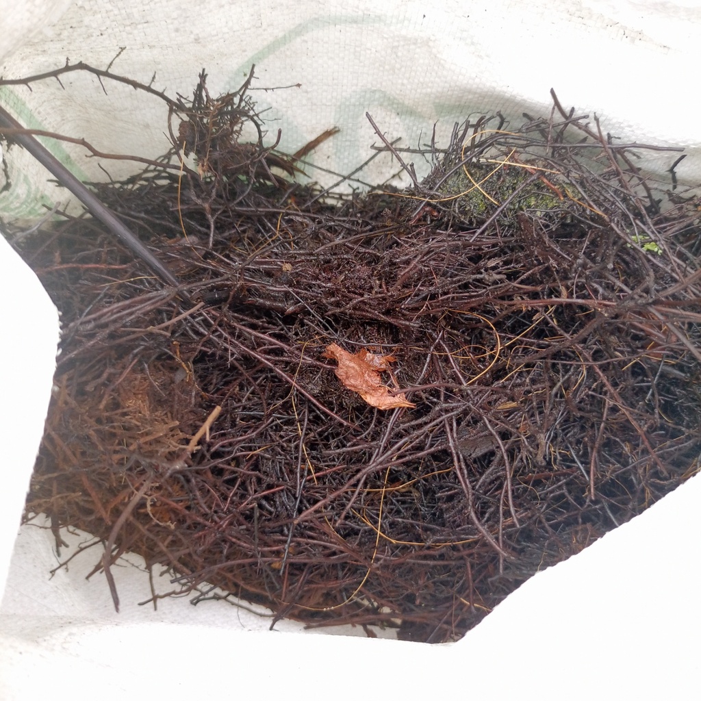 Media Tanam Anggrek Akar Pakis Karungan