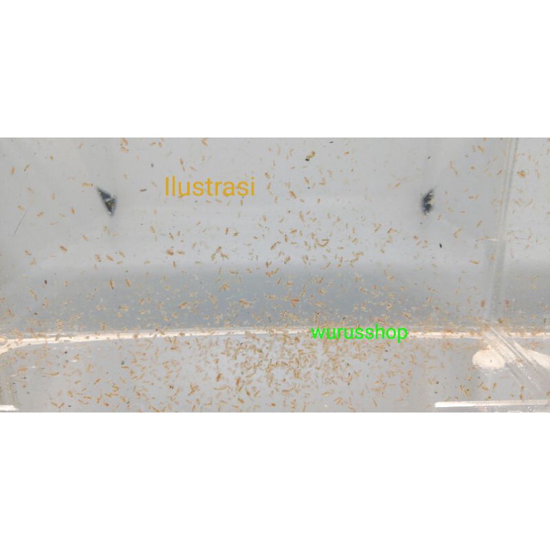 Kutu Air Daphnia Magna / Kutu Air Jumbo