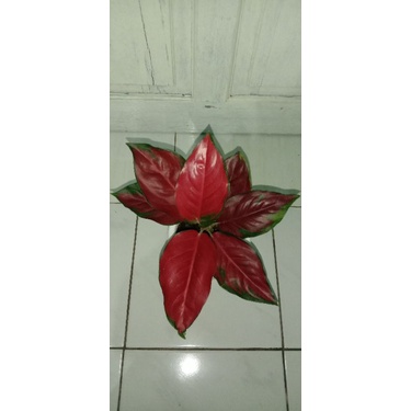 aglonema suksom merapi