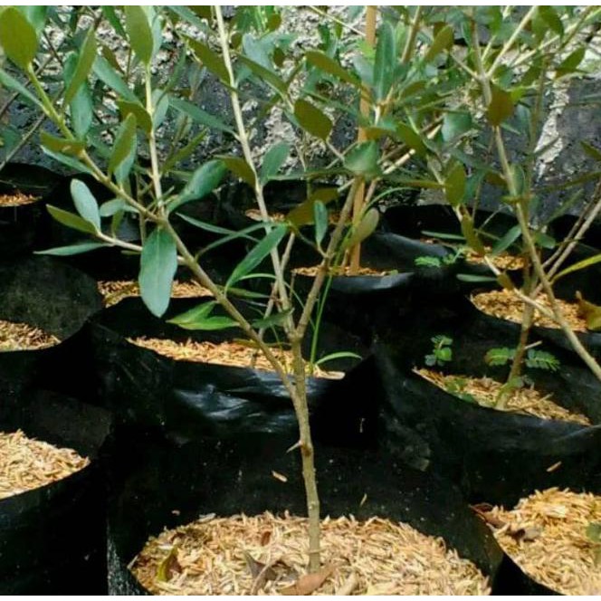 Jual New Bibit Pohon Zaitun Spanyol Pohon Zaitun Black Mission Obat Herbal Stok Terbatas Indonesia Shopee Indonesia