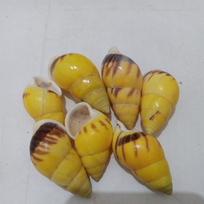 KEONG DARAT/BUTOTI KUNING BERCORAK