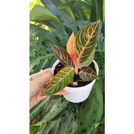 Aglaonema Pride of sumatra black (black pos)
