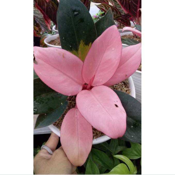 Tanaman Hias Indoor - Philo Pink Kongo - Philodendron Pink Kongo