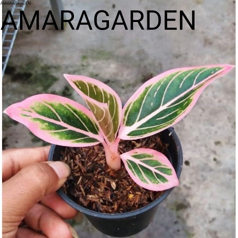 tanaman hias aglonema kw an lotus lipstik klasik aglonema lipstik klasik kw an lotus