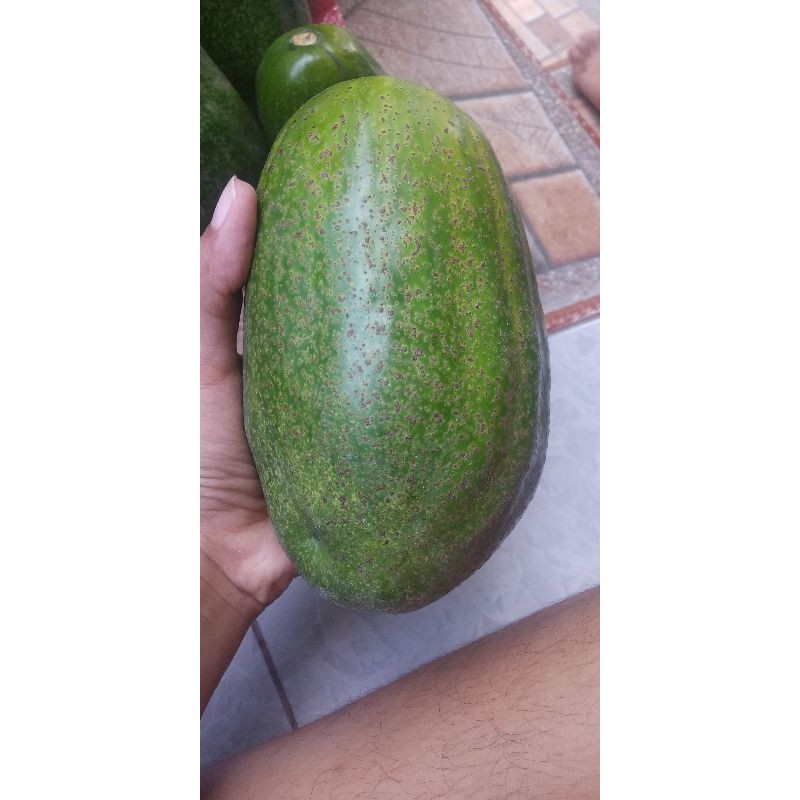 

Alpukat mentega tua 1 Kg