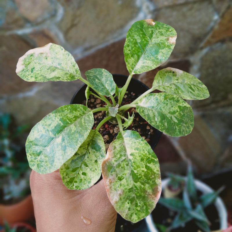 Dorstenia Foetida Variegata