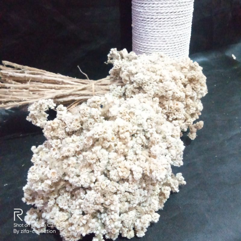 BUNGA KERING EDELWEIS BROMO 1IKAT JUMBO