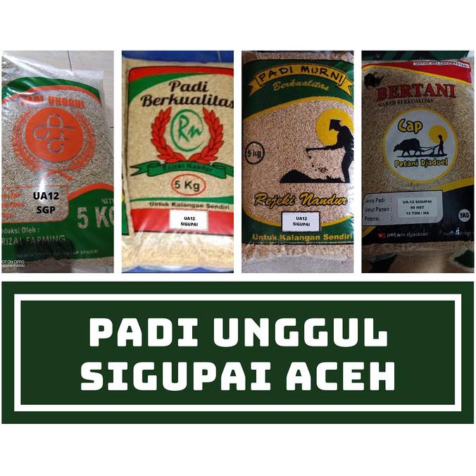 Padi Aceh Ua 12 Sigupai