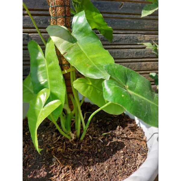 Philodendron/Burlemarx