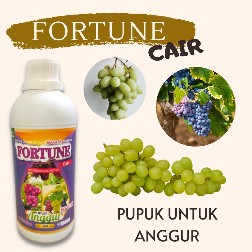 Pupuk Anggur Masa Pertumbuhan, PUPUK FORTUNE Cair Untuk Pohon Anggur, Pupuk Anggur Terbaik