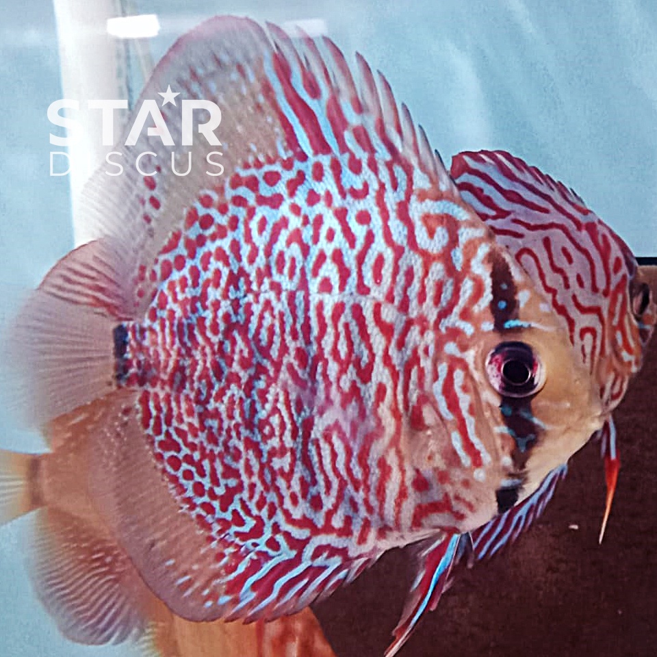 Discus Ring Leopard ukuran 2,5 inch up - SALE