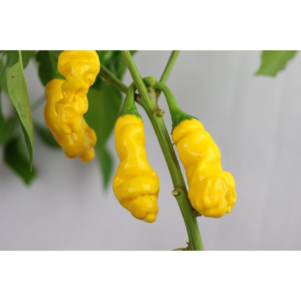 Benih Bibit Biji - Cabai Yellow Peter Pepper Cabe Porno Kuning Seeds