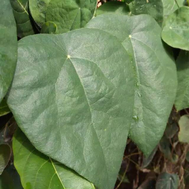 

Daun Cincau Bulu Segar Mudah Diolah Menjadi Agar Agar Bermanfaat Untuk Kesehatan 100 helai daun