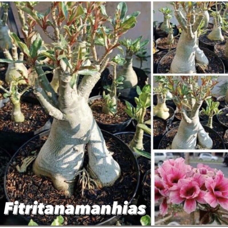 tanaman hias adenium cabang seribu bonggol besar