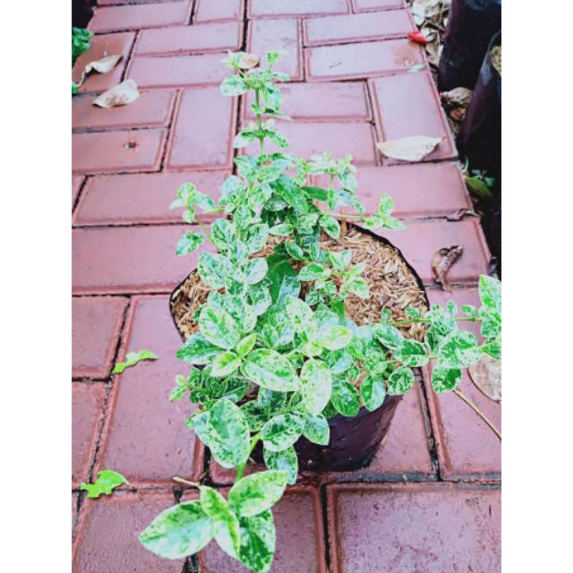 Bibit bonsai Sancang variegata