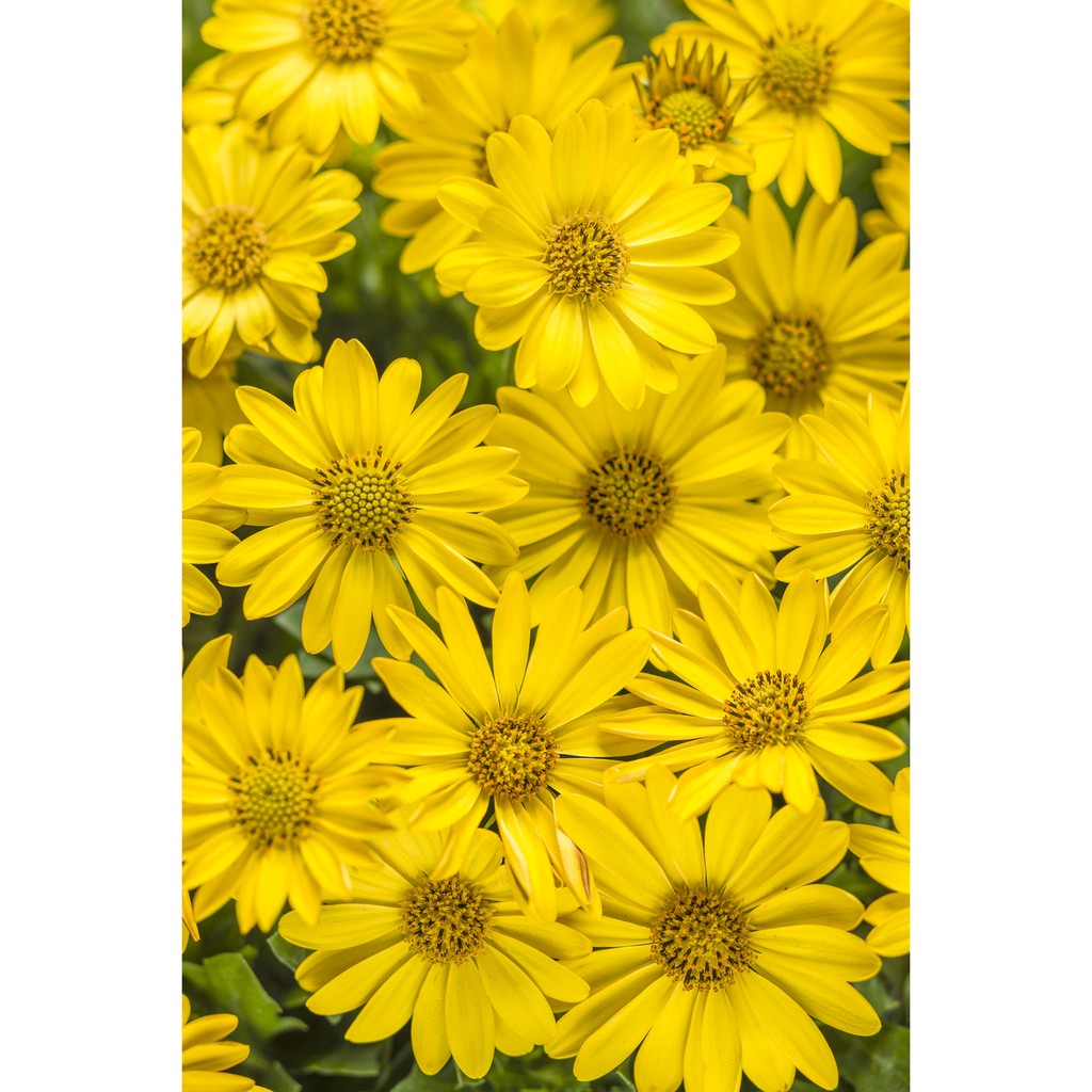 Benih-Bibit Bunga Yellow Daisy (Haira Seed)