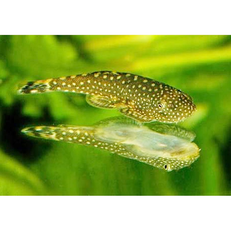 Ikan Hias AIr Tawar Borneo Sucker Sapu-Sapu Biola Garansi Hidup