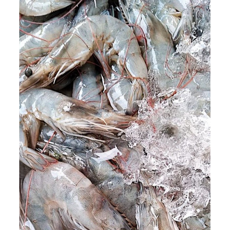 

Fresh Vaname Prawn