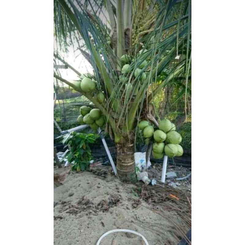 BIBIT KELAPA GENJAH ENTOK / MENTOK