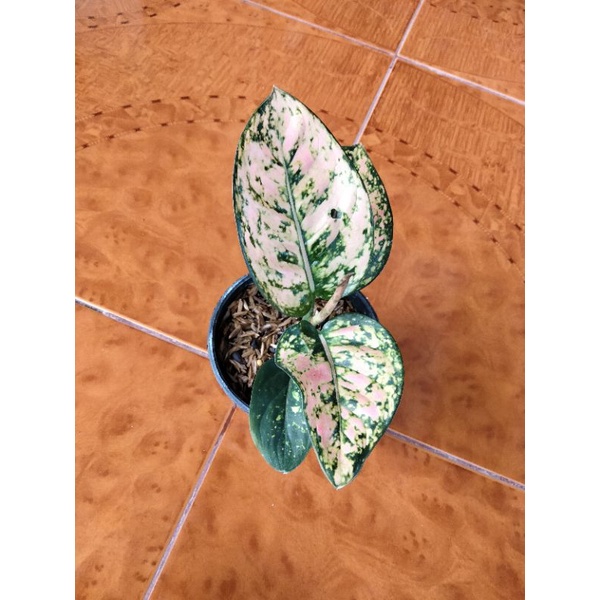 Tanaman Hias Aglonema Aglaonema Baby Ruby Compacta Kualitas Bagus