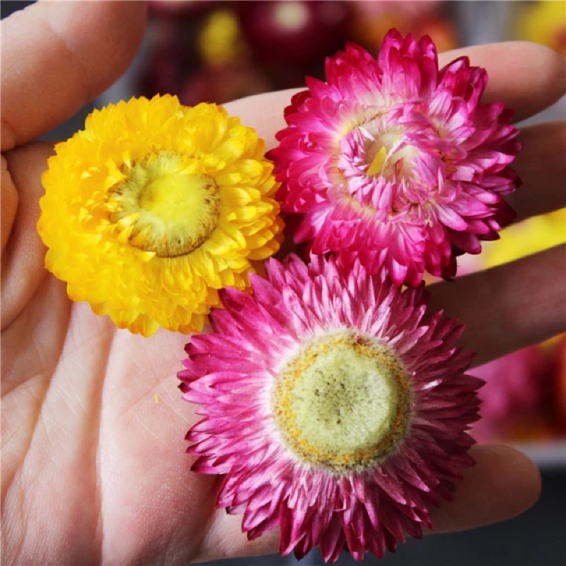 Organic&amp;Joy •Teh Bunga Rainbow Chrysant/Colorful Chrysant/Tibet Chrysanthmum flower tea (atasi radang,pulihkan stroke,kontrol gula darah,sehat jantung,teh bunga krisan warna warni,teh krisan tibet,teh bunga herbal,tisane)