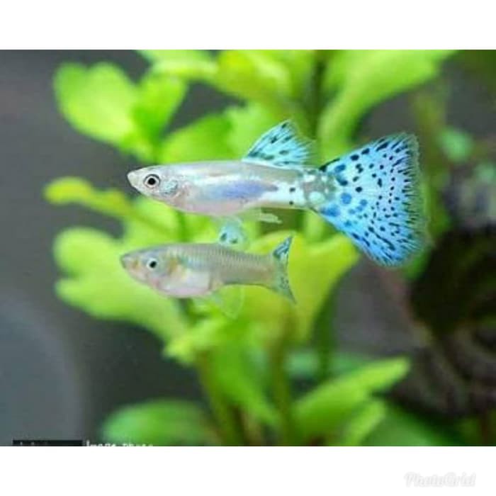 Promo Ikan Hias Guppy Blue Grass Pasangan Murah Shopee Indonesia