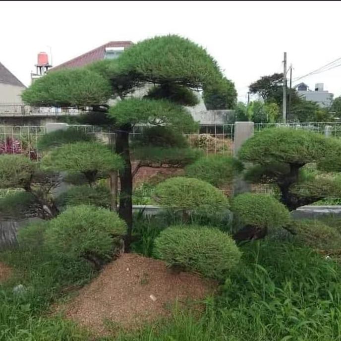 Product Bibit Pohon Cemara Udang - Tanaman Hias Cemara Udang