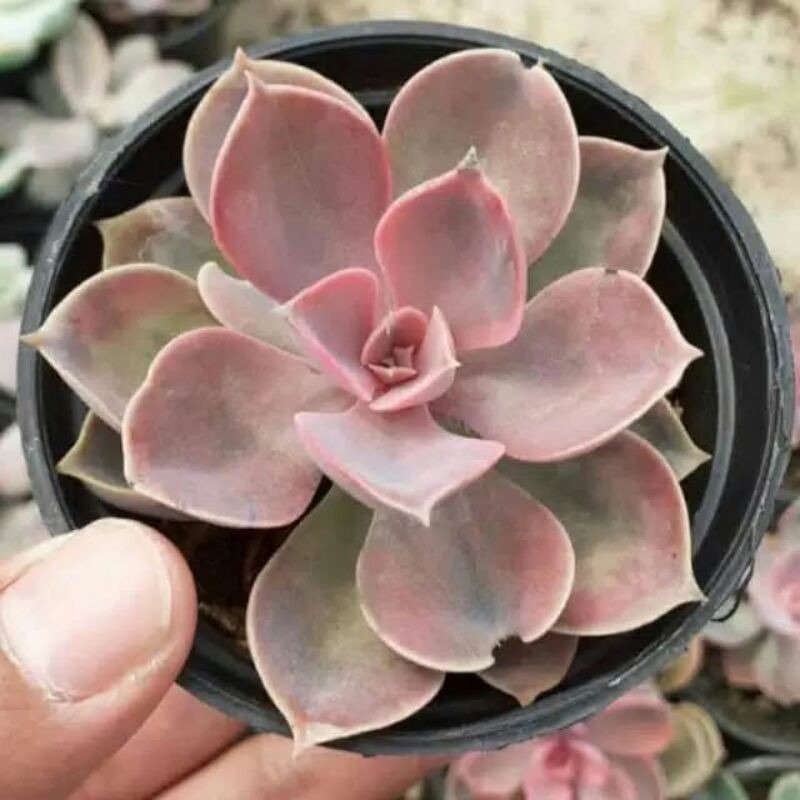 Echeveria Perle Rainbow