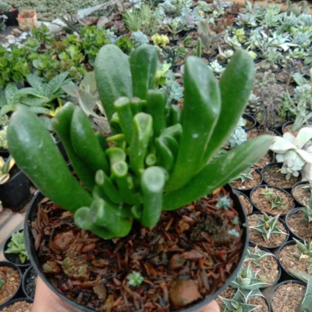 Sekulen crassula aborescent