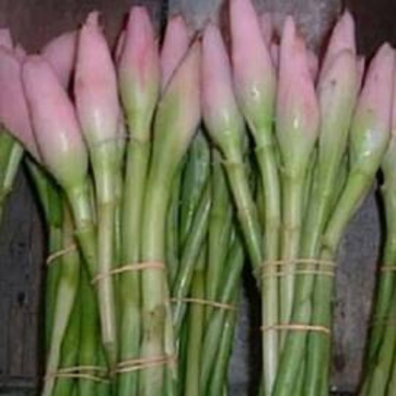 

Kembang Bunga Kecombrang per batang