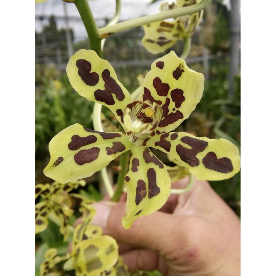 Produk Ready Grammatophyllum Scriptum (Dewasa Siap Berbunga)