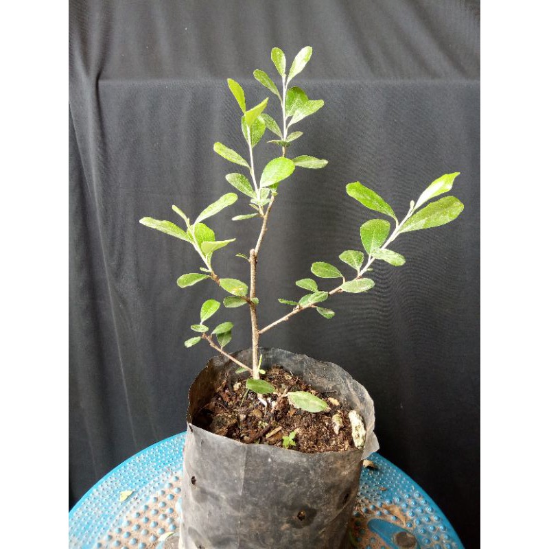 Bibit Bonsai Buah Silver Berry Mikro / kiperak