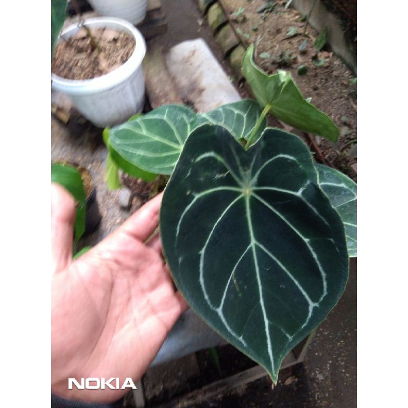 anthurium forgeti hybrid