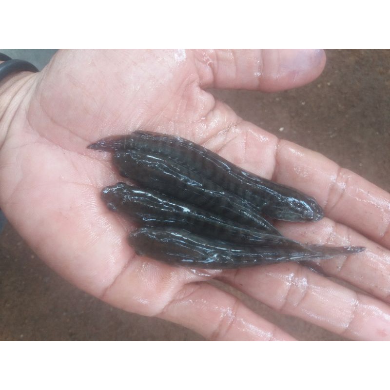 Bibit ikan gabus-bibit ikan gabus biasa Size 6-7cm(sudh makan pelet)