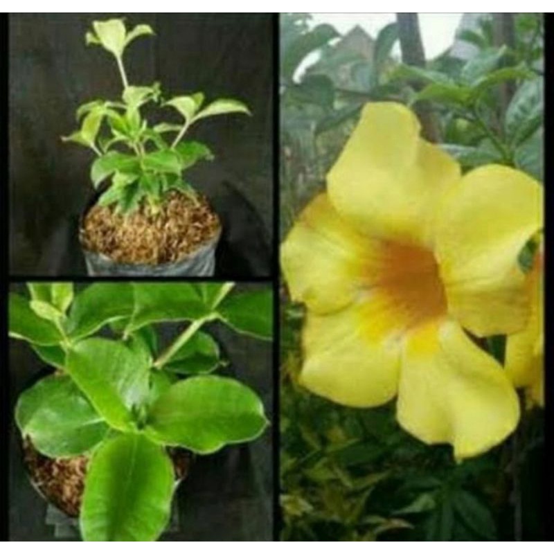 Bibit tanaman bunga alamanda kuning/Pohon bunga alamanda
