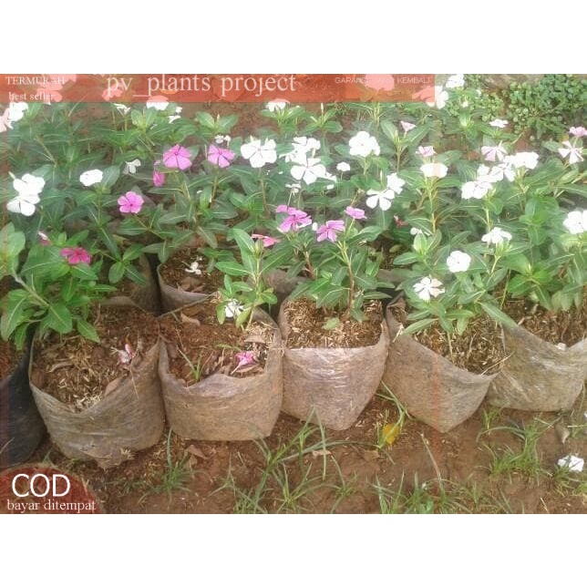 pohon tapak dara / bunga tapak dara