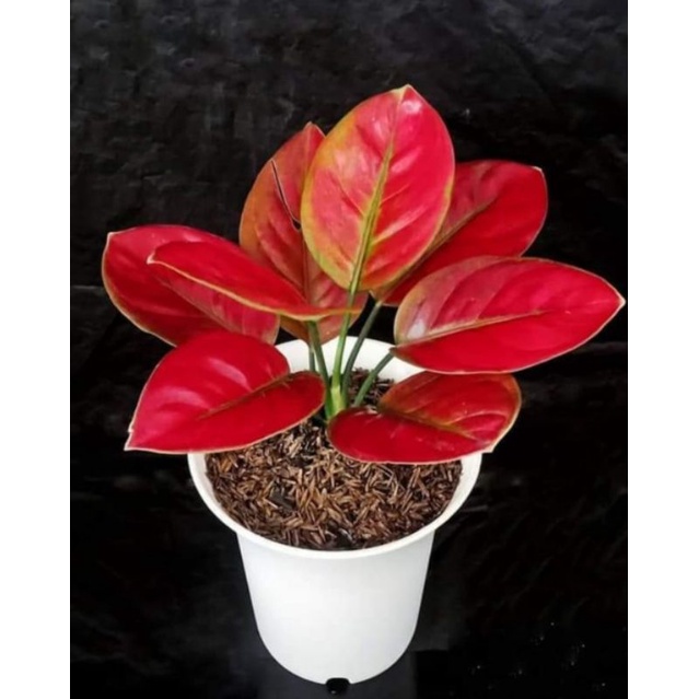 Aglonema Ayunindi Remaja - Tanaman Hias Aglonema Ayunindi Remaja Mutasi