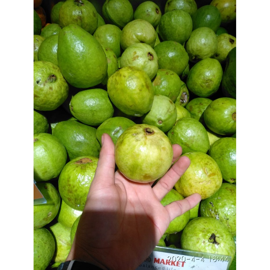 

Jambu batu biji merah super
