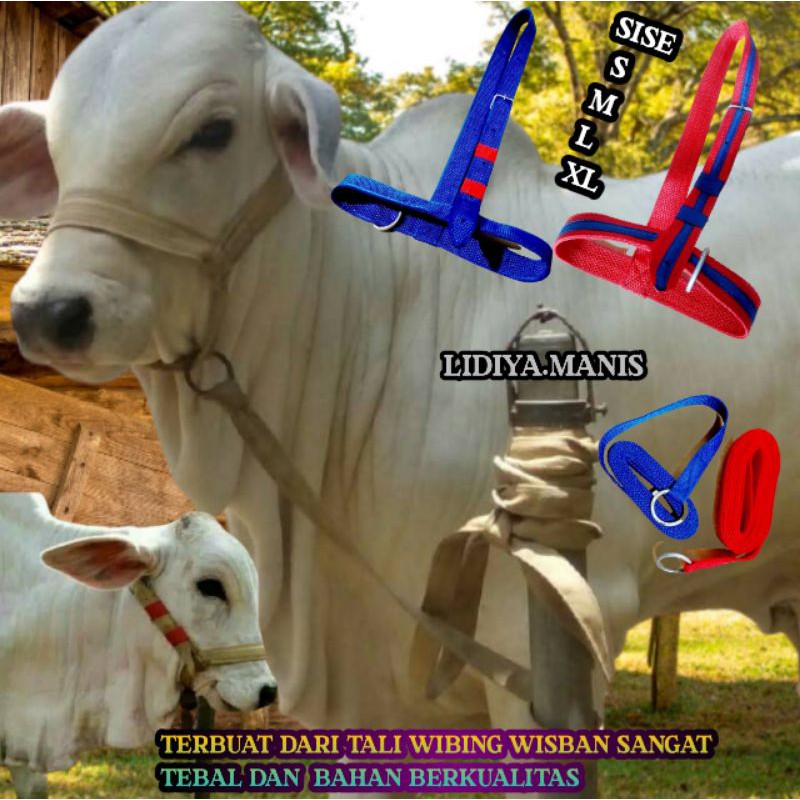 HEAD HALTER / IKAT KEPALA SAPI. BRANGUS SAPI / KERBAU PRODUK 2021 TERBARU PENGGANTI TALI KELUH TERBU