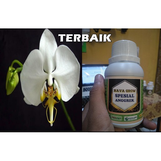 PUPUK UNTUK ANGGREK BULAN