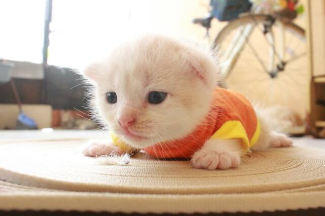 Kaos simple warna orange untuk kucing mulai umur 1 bulan / baju kucing lucu murah terlaris size S-XL