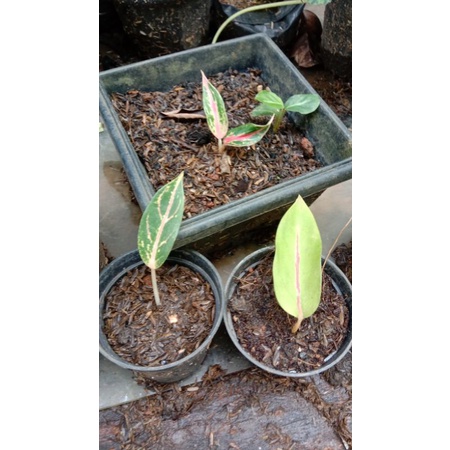 aglonema red Sumatra-red stardas-red sanset paket 3 tanaman hias