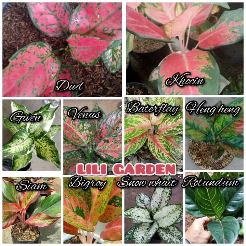 Bunga Aglonema 10 jenis, jenis sesuai gambar
