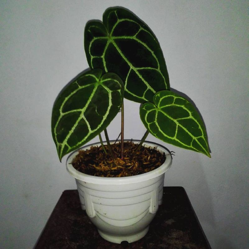 anthurium magnificum/kuping gajah