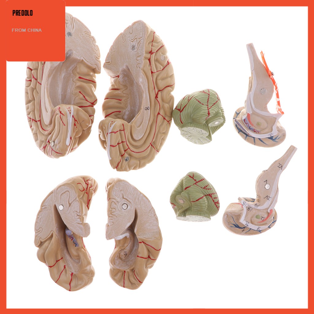 [In Stock] Colored 1:1 Anatomical Human 8 Parts Brain &amp; Head Skull Skeleton Model Set