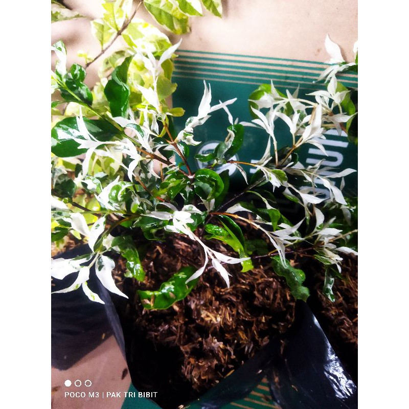 Bibit anting putri salju,bahan stek bonsai